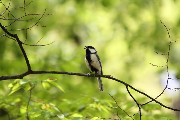 豊かな自然の中で暮らす野鳥